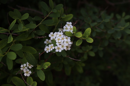 Chris-Plays-w-Camera